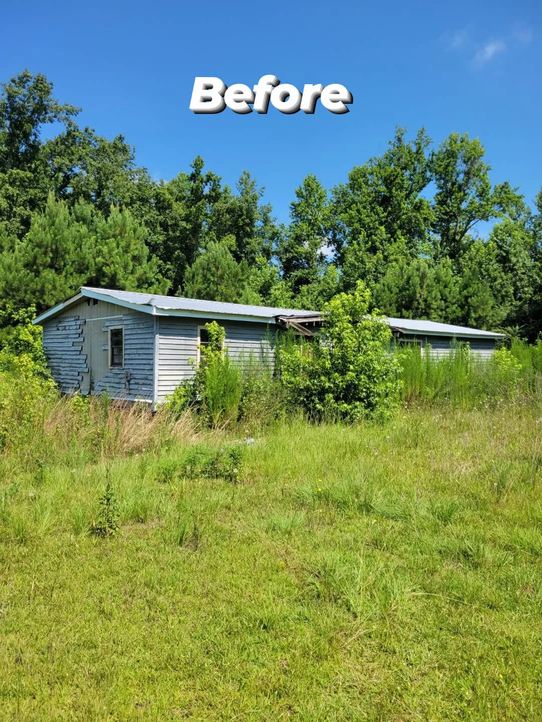 Land clearing before — overgrown wooded lot with dense trees and brush